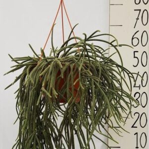 Rhipsalis Bacc Horrida - Ø25cm - ↕50cm