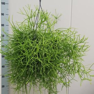 Rhipsalis Heteroclada - Ø25cm - ↕60cm