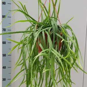Rhipsalis Holviana - Ø25cm - ↕60cm