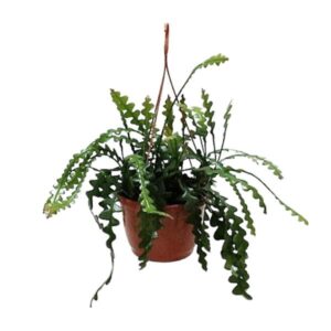 Epiphyllum Anguleiger - Ø20cm - ↕60cm