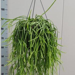 Rhipsalis Trigona - Ø25cm - ↕60cm