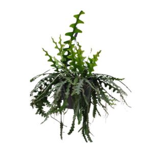 Selenecereus Anthonyanus - Ø25cm - ↕60cm