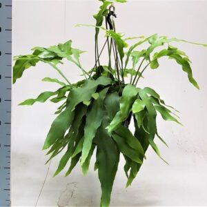 Epiphyllum Oxypetalum - Ø25cm - ↕70cm