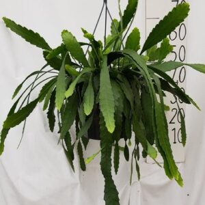 Lepismium Houletianum - Ø25cm - ↕50cm