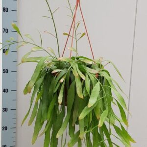 Rhipsalis Red Coral - Ø20cm - ↕50cm