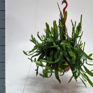 Rhipsalis Ramaloris - Ø20cm - ↕50cm