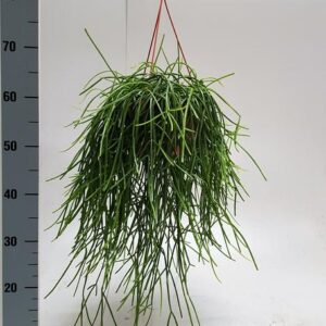 Rhipsalis Kirbergii 20cm - Ø20cm - ↕50cm