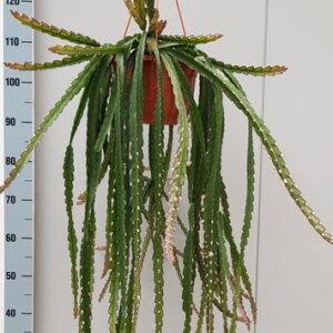 Lepismium Cruciforme Rojo - Ø20cm - ↕60cm