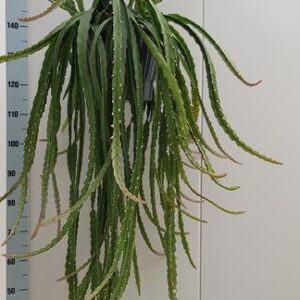 Lepismium Cruciforme Rojo - Ø25cm - ↕70cm