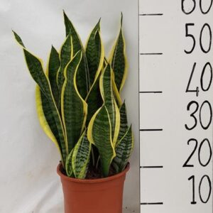 Sanseveria Laurentii - Ø21cm - ↕60cm