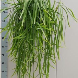Rhipsalis Holviana - Ø25cm - ↕60cm