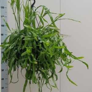 Rhipsalis Ramaloris - Ø25cm - ↕50cm