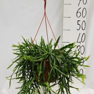 Rhipsalis Micrantha - Ø25cm - ↕50cm