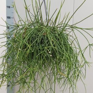 Rhipsalis Mauritiana - Ø25cm - ↕60cm