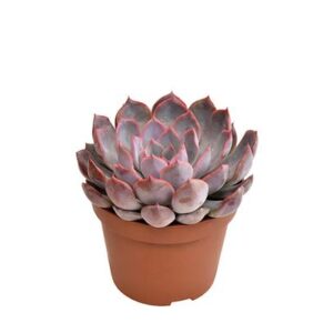 Echeveria Summer - Ø10,5cm - ↕15cm