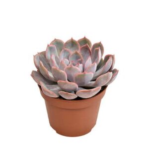Echeveria Menina - Ø10,5cm - ↕15cm