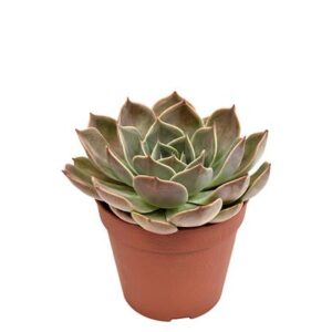 Echeveria Costa - Ø12cm - ↕15cm