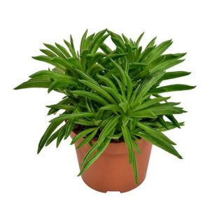 Peperomia Happy Bean - Ø10,5cm - ↕15cm