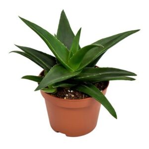 Haworthia West Jogoo - Ø10,5cm - ↕17cm