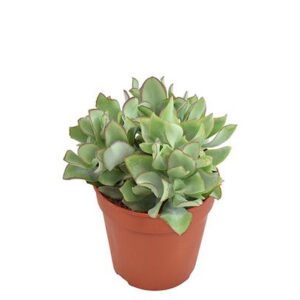 Crassula Arborescens Undilatifolia - Ø12cm - ↕21cm