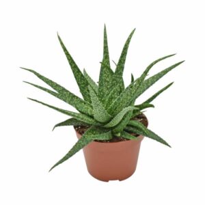 Aloe Molo - Ø10,5cm - ↕15cm