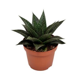 Haworthia Rafiki - Ø10,5cm - ↕17cm