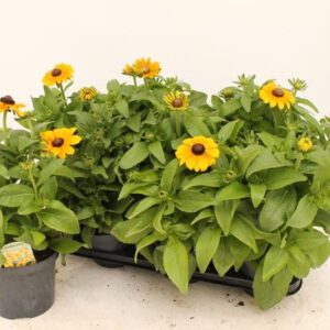 Rudbeckia - Ø15cm - ↕35cm