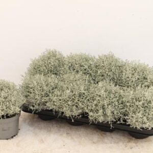 Leucophyta - Ø13cm - ↕20cm