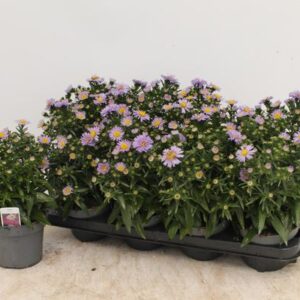 Aster Bleu - Ø13cm - ↕30cm