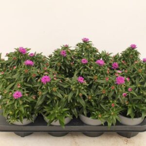 Aster Rose - Ø13cm - ↕30cm