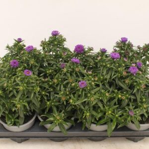 Aster Purple - Ø13cm - ↕30cm