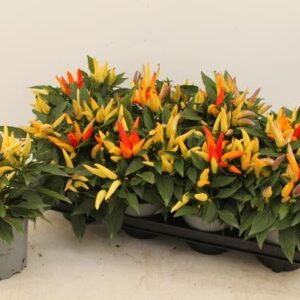 Capsicum Joker - Ø13cm - ↕25cm