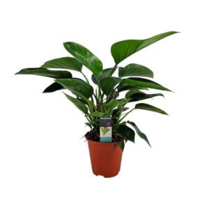 Philodendron Congo Apple - Ø19cm - ↕65cm