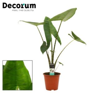 Alocasia Zebrina - Ø19cm - ↕65cm