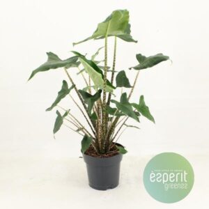 Alocasia Zebr. Siberian Tiger - Ø17cm - ↕55cm