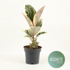 Ficus Elastica Tineke - Ø14cm - ↕45cm
