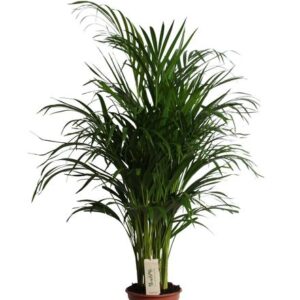Dypsis Lutescens (Areca) - Ø19cm - ↕90cm