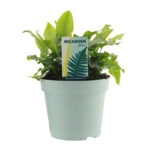 Asplenium Scolopendrium - Ø17cm - ↕35cm