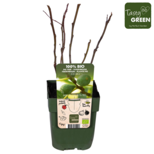 Ficus Carica Brown Turkey Bio - Vijg
