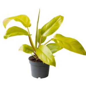 Philodendron Lemon Lime - Ø12cm - ↕25cm