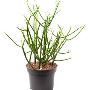 Euphorbia Tirucalli - Ø12cm - ↕30cm