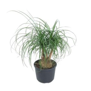 Beaucarnea Recurvata - Ø27cm - ↕80cm