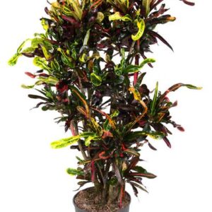 Codiaeum Mammi - Ø31cm - ↕130cm