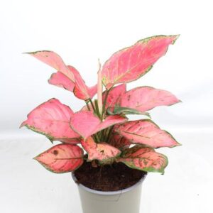 Aglaonema Sun Star - Ø17cm - ↕50cm