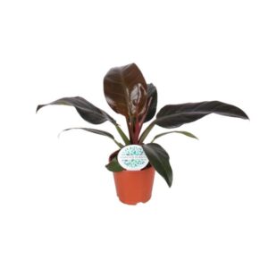 Philodendron Imperial Red - Ø17cm - ↕50cm