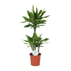 Dracaena Golden Coast - Ø21cm - ↕90cm