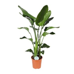 Strelitzia Nicolai - Ø27cm - ↕140cm