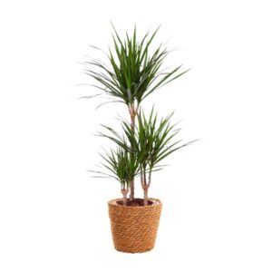 Dracaena Marginata - Ø21cm - ↕95cm + zeegras mand