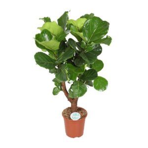 Ficus Lyrata - Ø27cm - ↕130cm