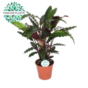 Calathea Rufibarba - Ø14cm - ↕45cm